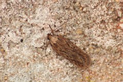 Depressaria daucella