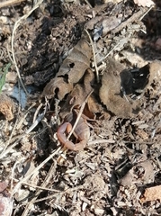 Pseudolychas ochraceus