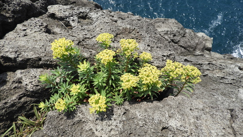Euphorbia cornigera