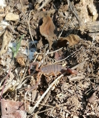 Pseudolychas ochraceus