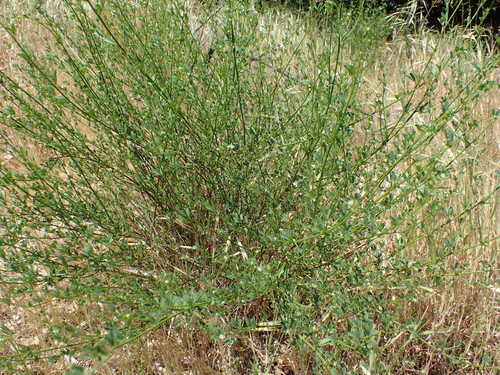 iNaturalist observation photo of deerweed