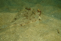 Pleuronichthys ritteri