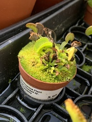 Dionaea