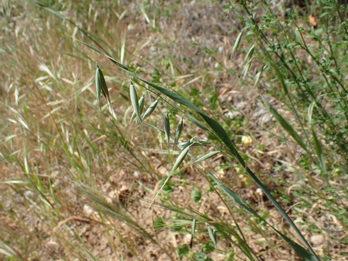 iNaturalist observation photo of wild oat