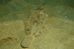 Pleuronichthys ritteri