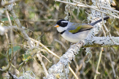 Arremon flavirostris