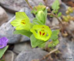 Mohavea breviflora
