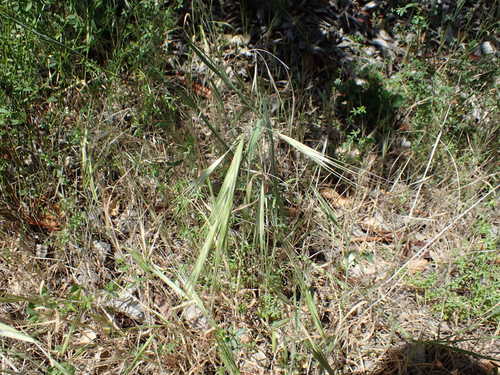 iNaturalist observation photo of great brome