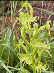 Habenaria jaliscana