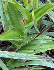 Habenaria jaliscana