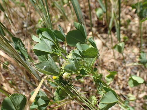 iNaturalist observation photo of bur clover