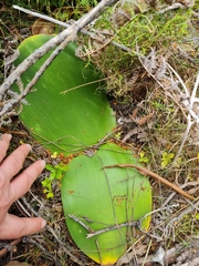 Haemanthus