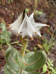 Asclepias jaliscana