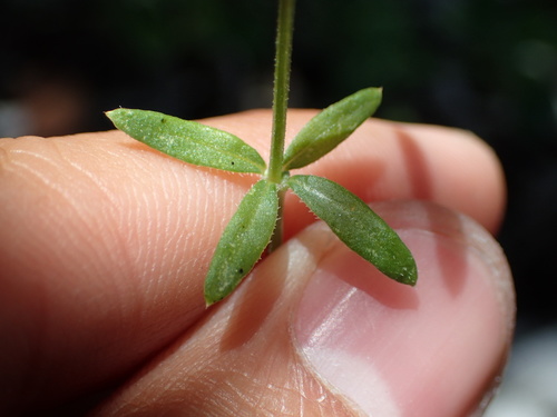 iNaturalist observation photo of graceful bedstraw