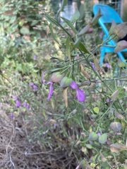 Dicliptera resupinata