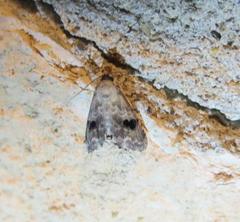 Abablemma duomaculata