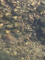 Hypentelium nigricans