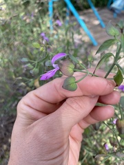 Dicliptera resupinata