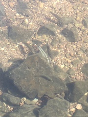 Hypentelium nigricans