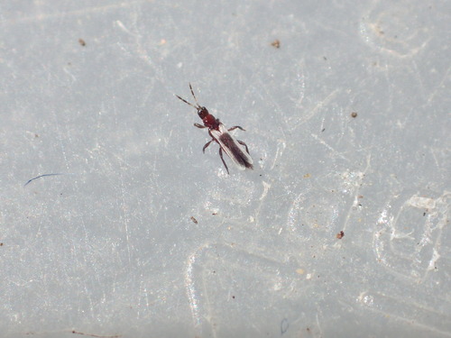 iNaturalist observation photo of Aeolothrips