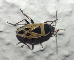 Xanthochilus
