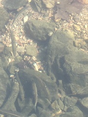 Hypentelium nigricans