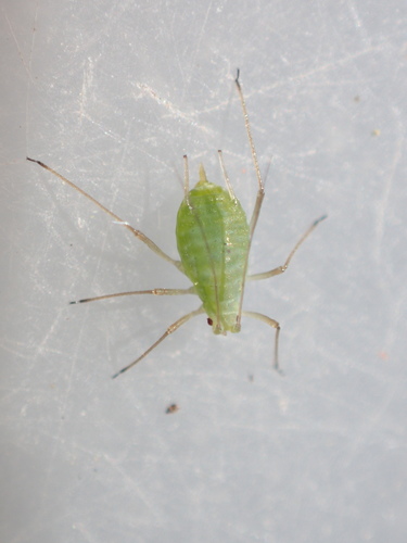 iNaturalist observation photo of Blue Alfalfa Aphid