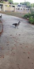 Branta canadensis
