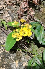 Stigmaphyllon emarginatum