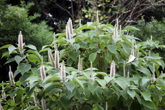 Leucosceptrum canum