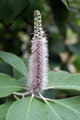 Leucosceptrum canum