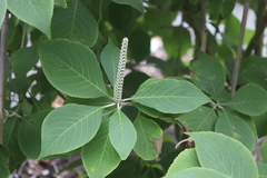 Leucosceptrum canum