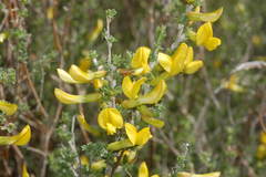 Caragana balchaschensis