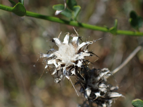 iNaturalist observation photo of Maltese star-thistle