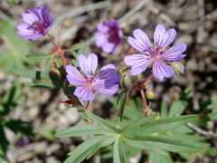Geranium linearilobum