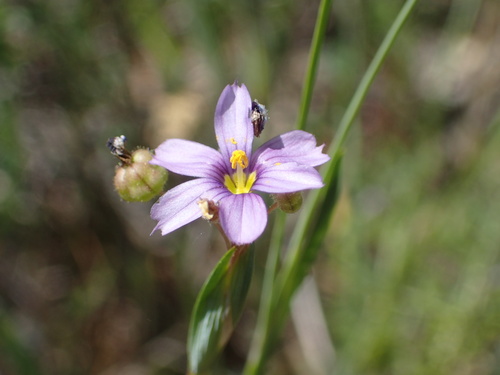 iNaturalist observation photo of western blue-eyed grass