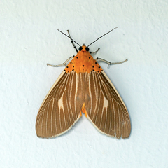 Asota producta