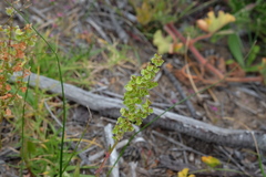 Rumex sagittatus