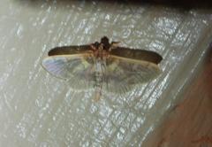 Apilocrocis brumalis