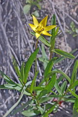 Tulipa sylvestris australis