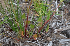 Rumex sagittatus