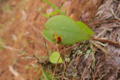 Lepanthes appendiculata