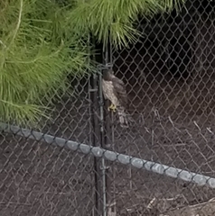 Accipiter cooperii