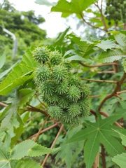 Ricinus communis