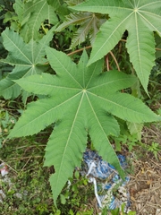 Ricinus communis