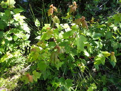 Acer rubrum drummondii