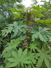 Ricinus communis