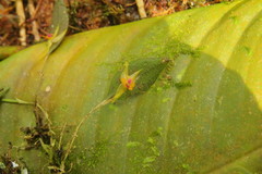 Lepanthes acuminata