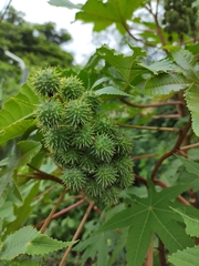 Ricinus communis