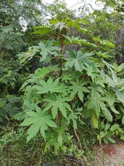Ricinus communis